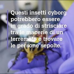 Arrivano gli insetti cyborg; salveranno vite umane! Ecco come funzionano
