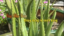 10 công dụng chữa bệnh tuyệt vời của lá nha đam