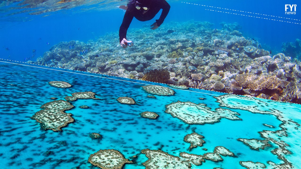 The Dying Great Barrier Reef