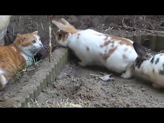 Rencontre entre des lapins et un chat !