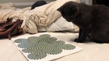 Cat is so mesmerized by optical illusion that he can't resist eating it