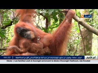 ريبورتاج: قردة الأورانغ أوتاي.. معركة البقاء