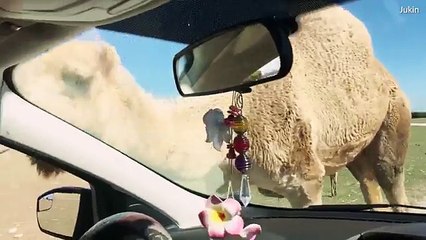 Safari park visitors scream as camel steals their lunch  _ Daily Mail Online