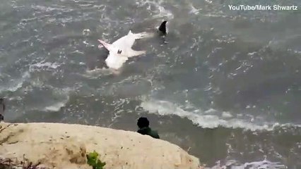 10ft great white shark washes up on a California beach _ Daily Mail Online