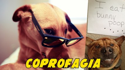 3 Razones Por Las Cuales Los Perros COMEN Heces-Coprofagia//Penserd