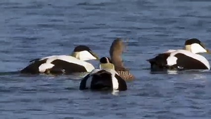 Common eider (Bird)