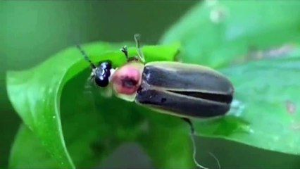 Firefly {(Lightning Bug) Lampyrida}