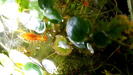 Orange Dwarf Cajun Crayfish Aquarium