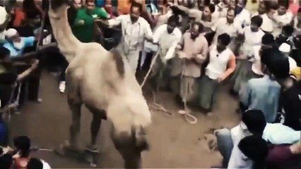 Most Shocking Animal Attacks On Humans - Most Amazing Animal Attacks 201