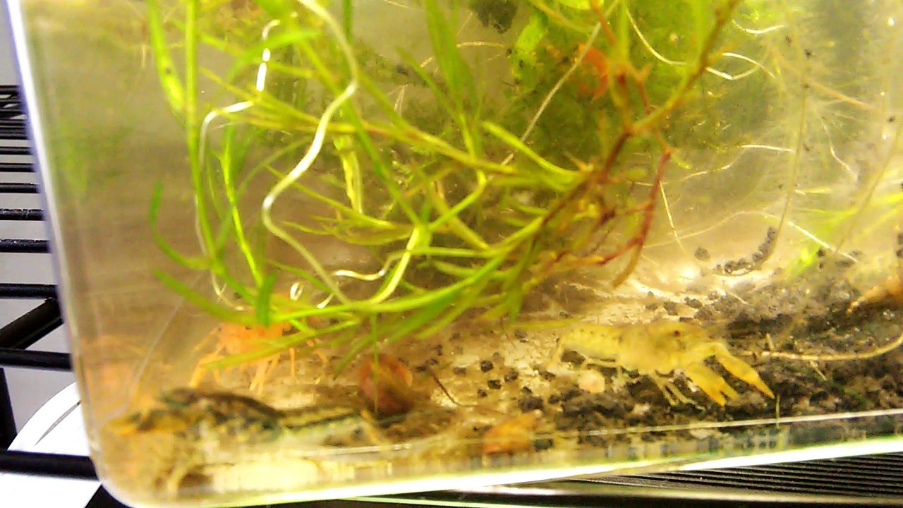 Dwarf Orange and Cajun Crayfish Aquarium Moved
