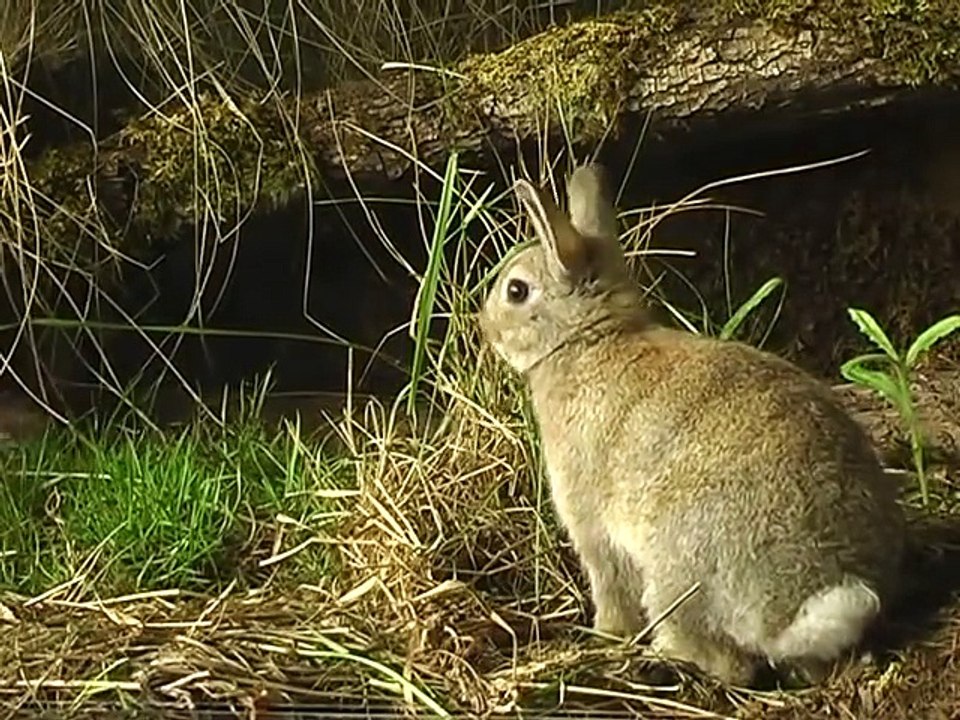 Stoat vs Rabbit