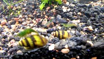 Green neocardinia Shrimp on Assassin snails Bee Snails
