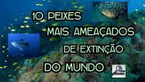 10 PEIXES MAIS AMEAÇADOS DE EXTINÇÃO DO MUNDO