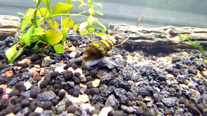 Assassin Snail in Aquarium with Green Shrimp