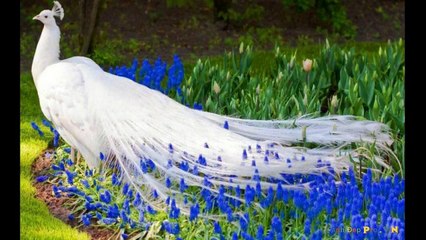 Những loài động vật dễ thương.