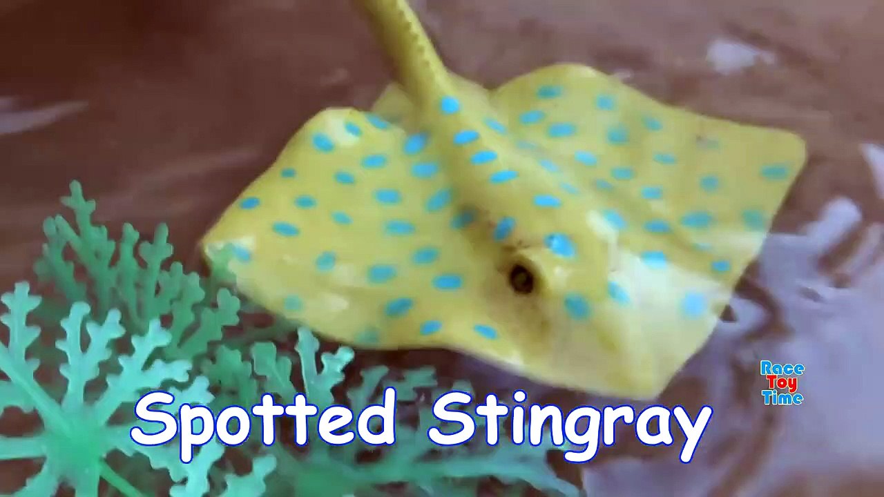 Sea Animals Island Sandbox - Learn Wild