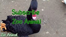 Real Duck Chickens Goose am animals - Farmds