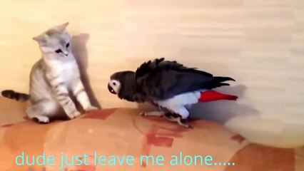 1 minute of funny birds