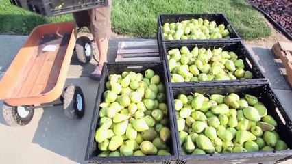 Jim Price Aero Financial | Richard Goldfarb MD Cholesterade segment