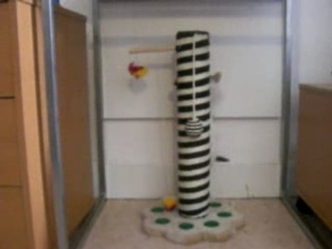 Le chat qui joue avec son arbre à chat