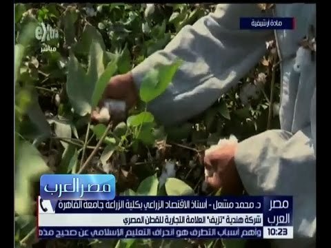 مصر العرب | شركة هندية “تزيف” العلامة التجارية للقطن المصري…تعرف على التفاصيل