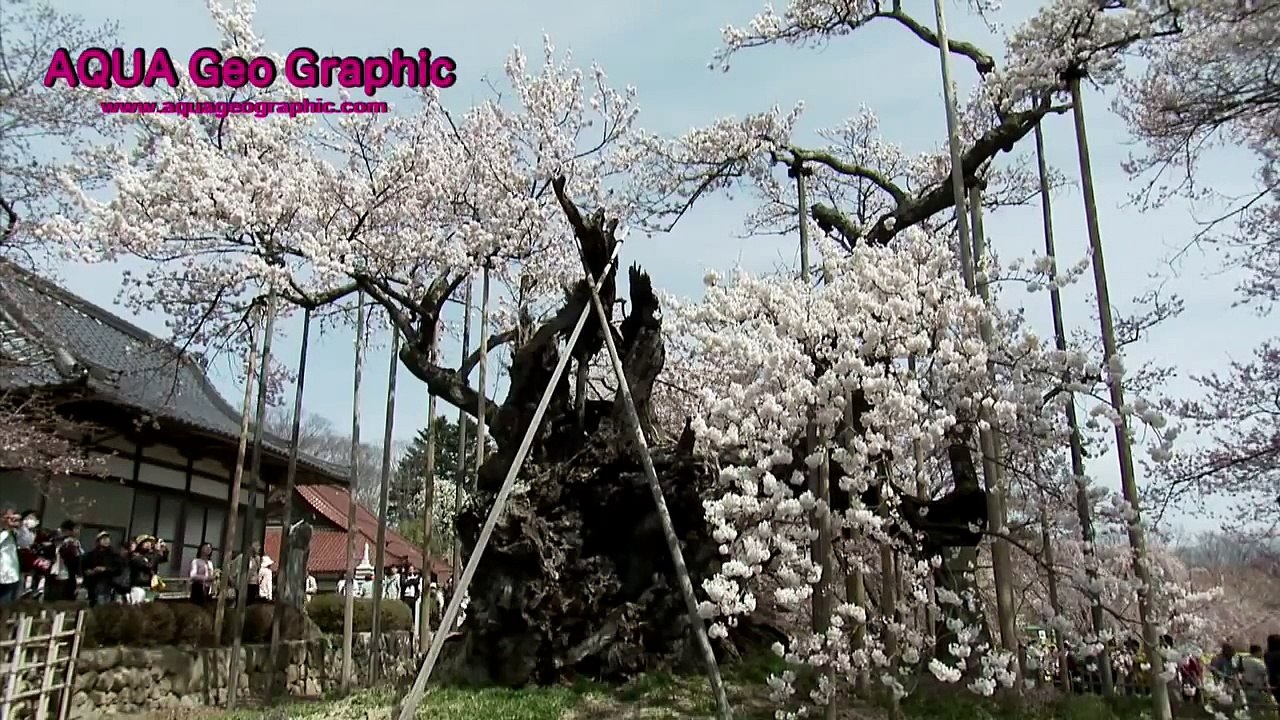 荒谷竜太さくら桜 (7)