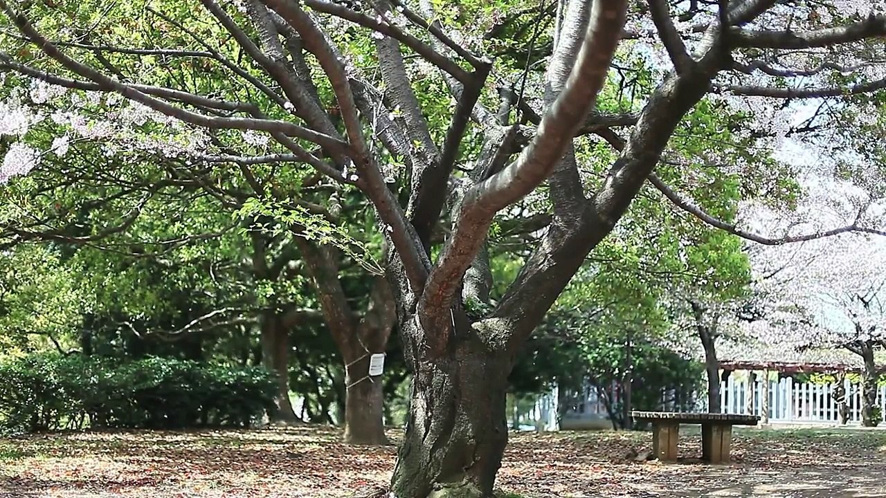 荒谷竜太さくら桜 (5)