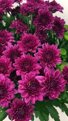 Chrysanthemum Flower Delivery in Pune - Blooms Only