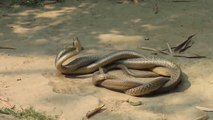 Science - Snake mating process (make love)