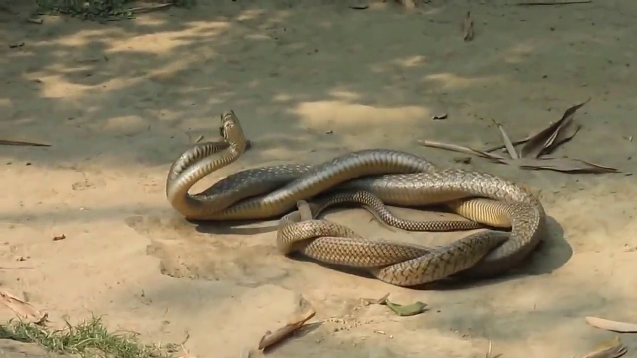 Science - Snake mating process (make love)
