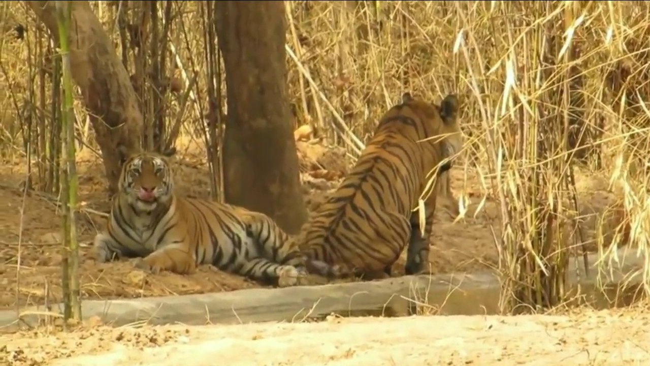 Science Tiger Mating process (make love) video Dailymotion
