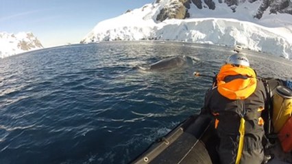Cámaras colocadas en el lomo de las ballenas desvelan su vida en Antártida