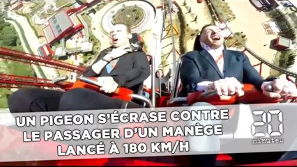 Un pigeon s'écrase contre le passager d'un manège lancé à 180 km/h