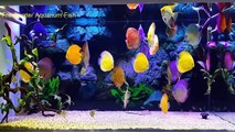 Freshwater Aquarium Fish _ aquarium beautiful discus of vietbacmedia-WB2yqcz_PpY