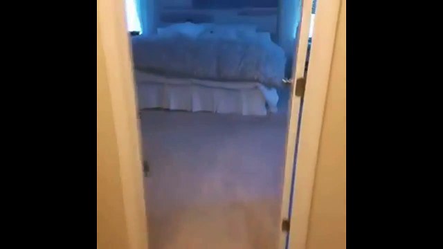 Ce chien réveille son maître du la plus belle des manière