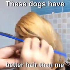 these dogs have better hairs than me