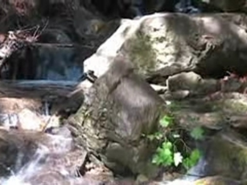 Video Blog # 90: Limekiln Creek.