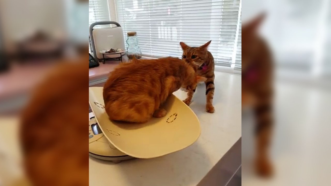 Un chat aide son ami à s'enfuir