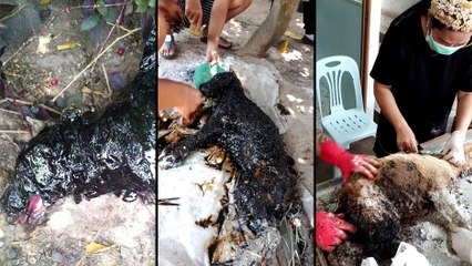 Ils sauvent un chien tombé dans le goudron