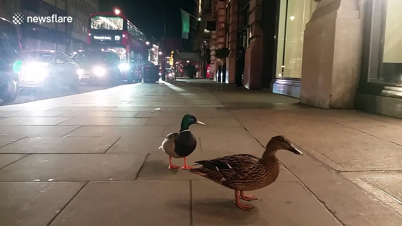 Just two ducks lost in London