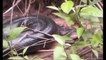 Biggest Snakes Ever Discovered On Earth #1 - Giant p