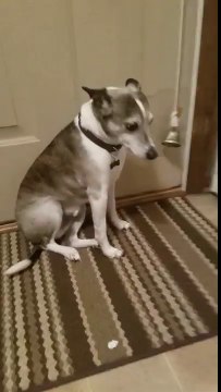 Ce chien coupable est tellement mignon...