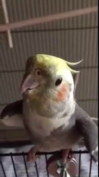 Ce perroquet chante de l'opéra avec la musique !