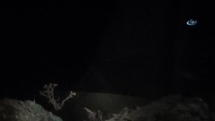 Boz Ayılar Sarıkamış'ı Mesken Tuttu