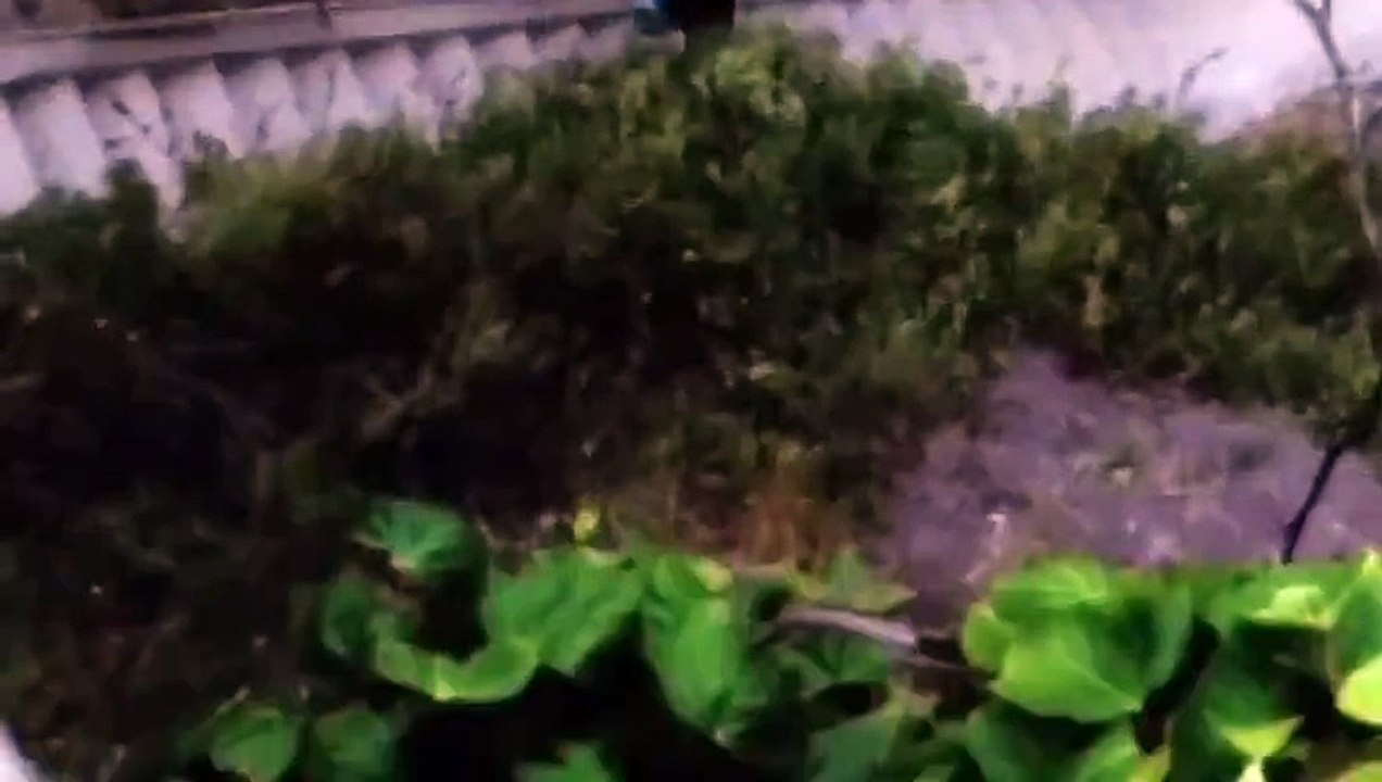 Great White Shark Attacks on Humans Caught On Tape (Nature Documentary)