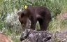 Grizzly Bears Fighting Wolves In The Wild [Full Nature Wildlife Documentary]