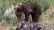 Grizzly Bears Fighting Wolves In The Wild [Full Nature Wildlife Documentary]