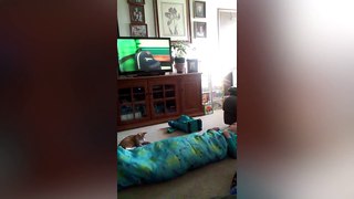 Funniest Cat Attack Videos Compilation - Funny Pet Videos