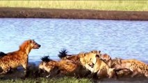 Animal attack - hyenas vs lions - hyenas deadly fight.