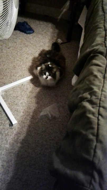 Maggie The Cat